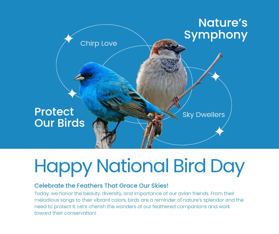 Animals & Birds